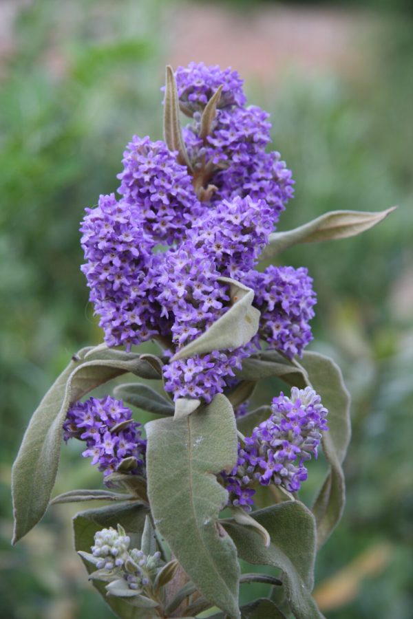 Buddleja Salviifolia (Butterfly Bush) 22cm Pot