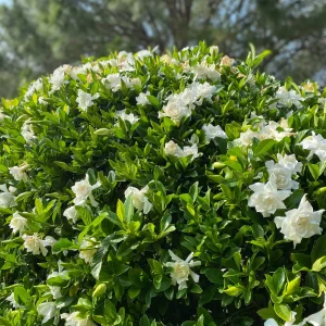 Gardenia - Gardenia augusta 22cm