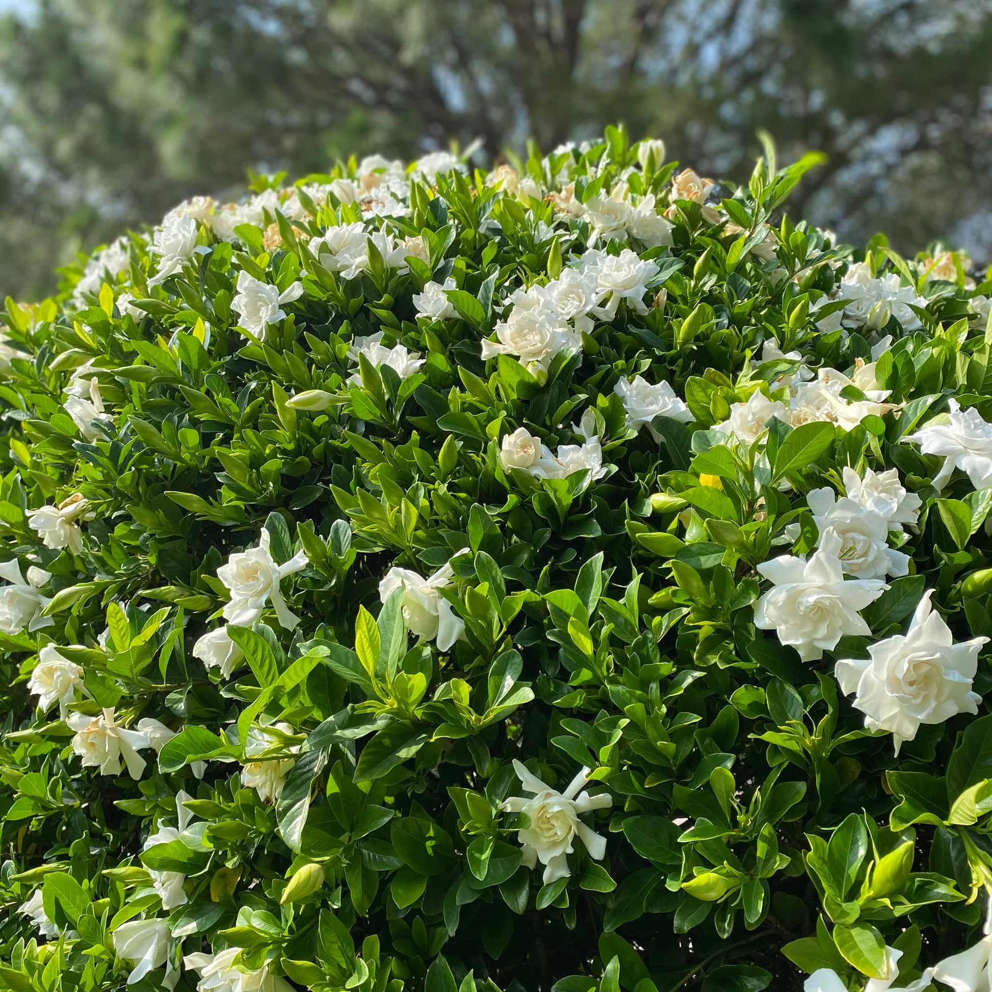 Gardenia - Gardenia augusta 22cm