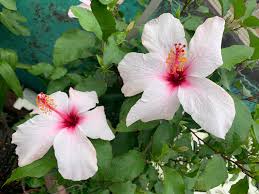 Hibiscus Apple Blossom - Hibiscus rosa-sinensis 22cm