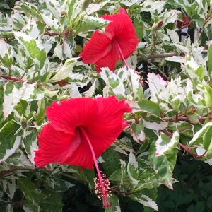 Hibiscus Snowqueen - Hibiscus rosa-sinensis 22cm