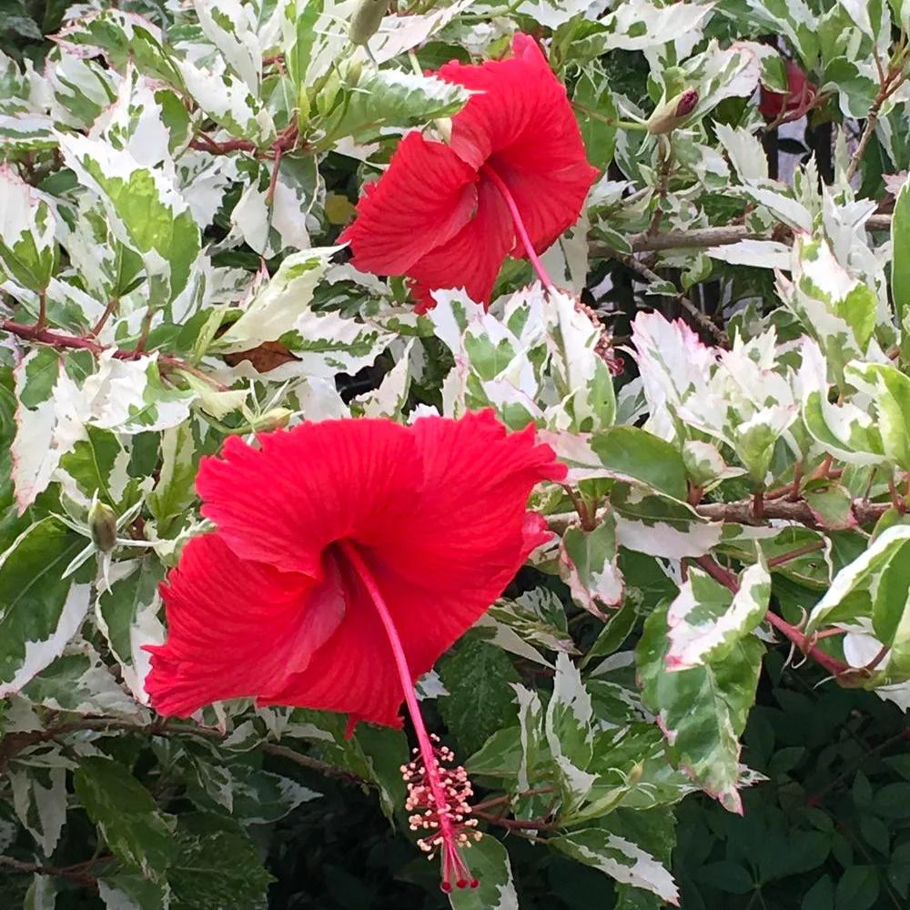 Hibiscus Snowqueen - Hibiscus rosa-sinensis 22cm