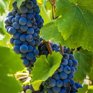 Grape Vine - Vitis vinifera 20L