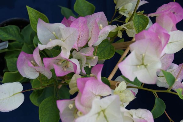 Bougainvillea (Yanis Delight) 20litre