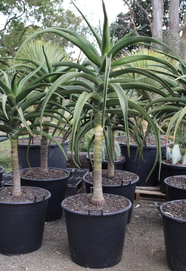 Tree Aloe (Aloidendron Barberae) 20litre