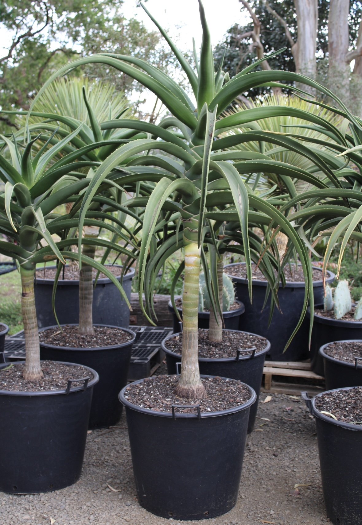 Aloe Tree - Aloidendron barberae 20L