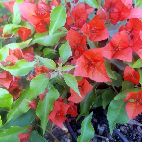 Bougainvillea 20litre "indian flame"