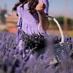 online plant shop Lavender