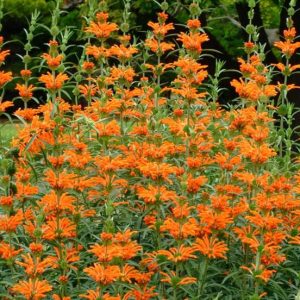 Lions Tail Orange - Leonotis leonurus 17cm