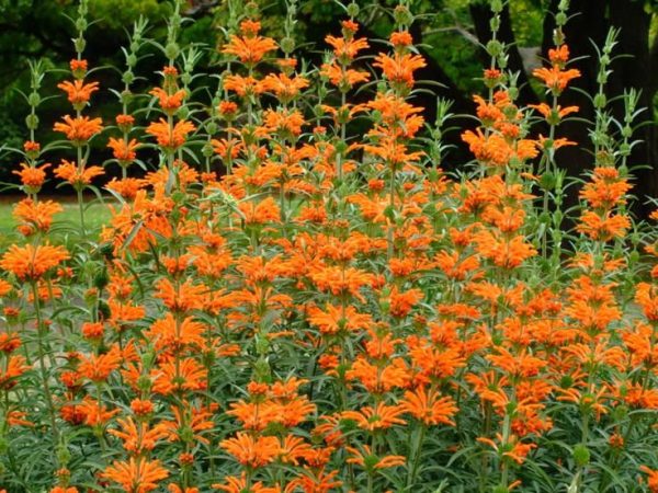 Lions Tail (Leonotis Leonurus) 15cm Pot