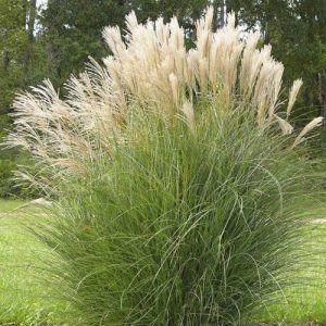 Silver Grass - Miscanthus Gracillimus 17cm