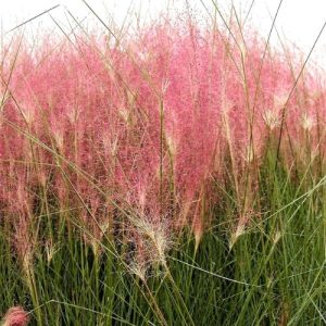 Pink Muhly Grass - Muhlenbergia capillaris 15cm