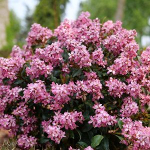 Indian Hawthorn Pink - Raphiolepsis 22cm