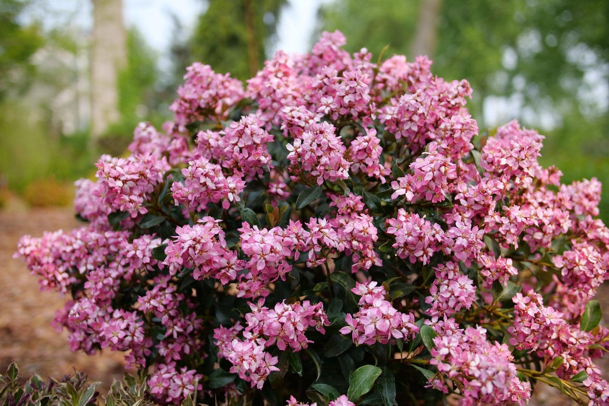 Indian Hawthorn Pink - Raphiolepsis 22cm