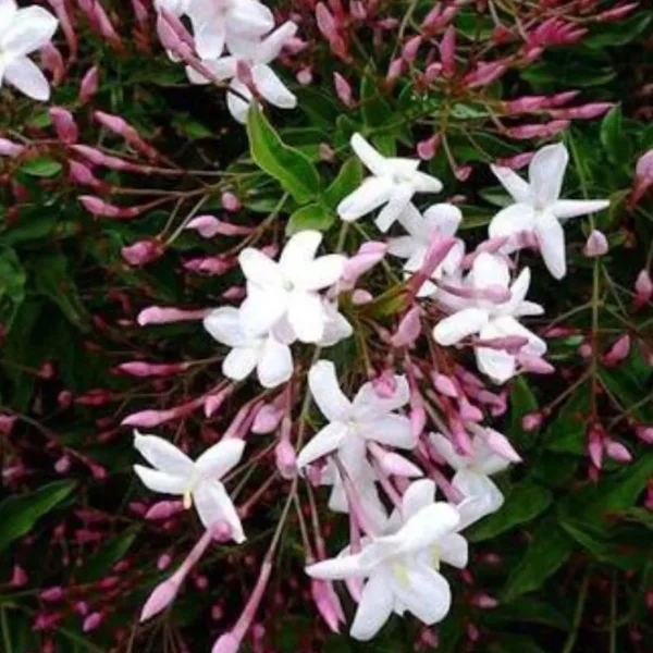 Jasmine Pink  (Jasminum Polyanthum) 17cm Pot