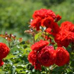 rose garden