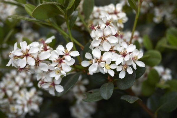 Indian Hawthorn (Raphiolepsis pink) 22cm Pot