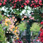 buy roses online