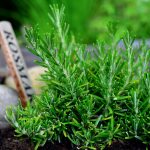online plant shop