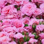 pink roses