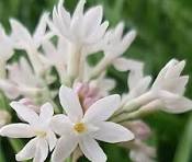 Wild Garlic Pearl - Tulbaghia Violacea Pearl 15cm