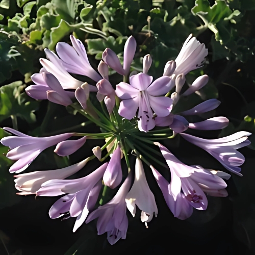 Agapanthus 'Lilac Flash' (Agapanthus Africanus) 17cm pot