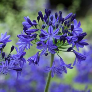 Agapanthus 'Northern Star' (Agapanthus Africanus) 17cm pot