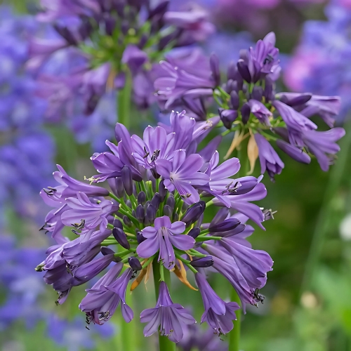 Agapanthus Purple Delight - Agapanthus 17cm