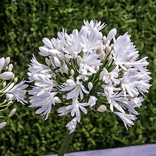 Agapanthus Superior White - Agapanthus 17cm