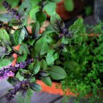 Buy herbs online