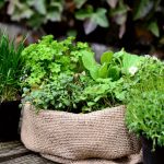 Buy herbs online