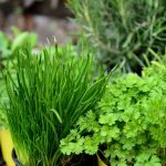 Buy herbs online