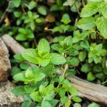 Buy herbs online