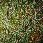 Buy herbs online