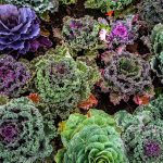 Container vegetable garden