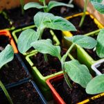 Container vegetable garden