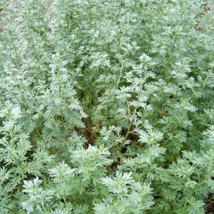 Green Artemisia Wormwood - Artemisia 15cm