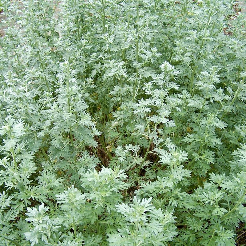 Green Artemisia Wormwood - Artemisia 15cm