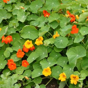 Nasturtium - Tropaeolum majus 15cm