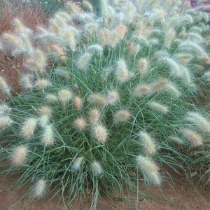 Feathertop Cream Falls - Pennisetum villosum 15cm