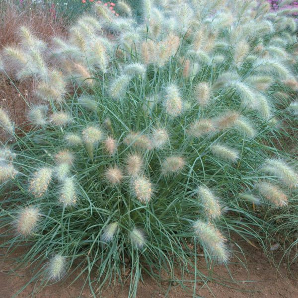 Feathertop 'Cream Falls' (Pennisetum Villosum) 15cm Pot