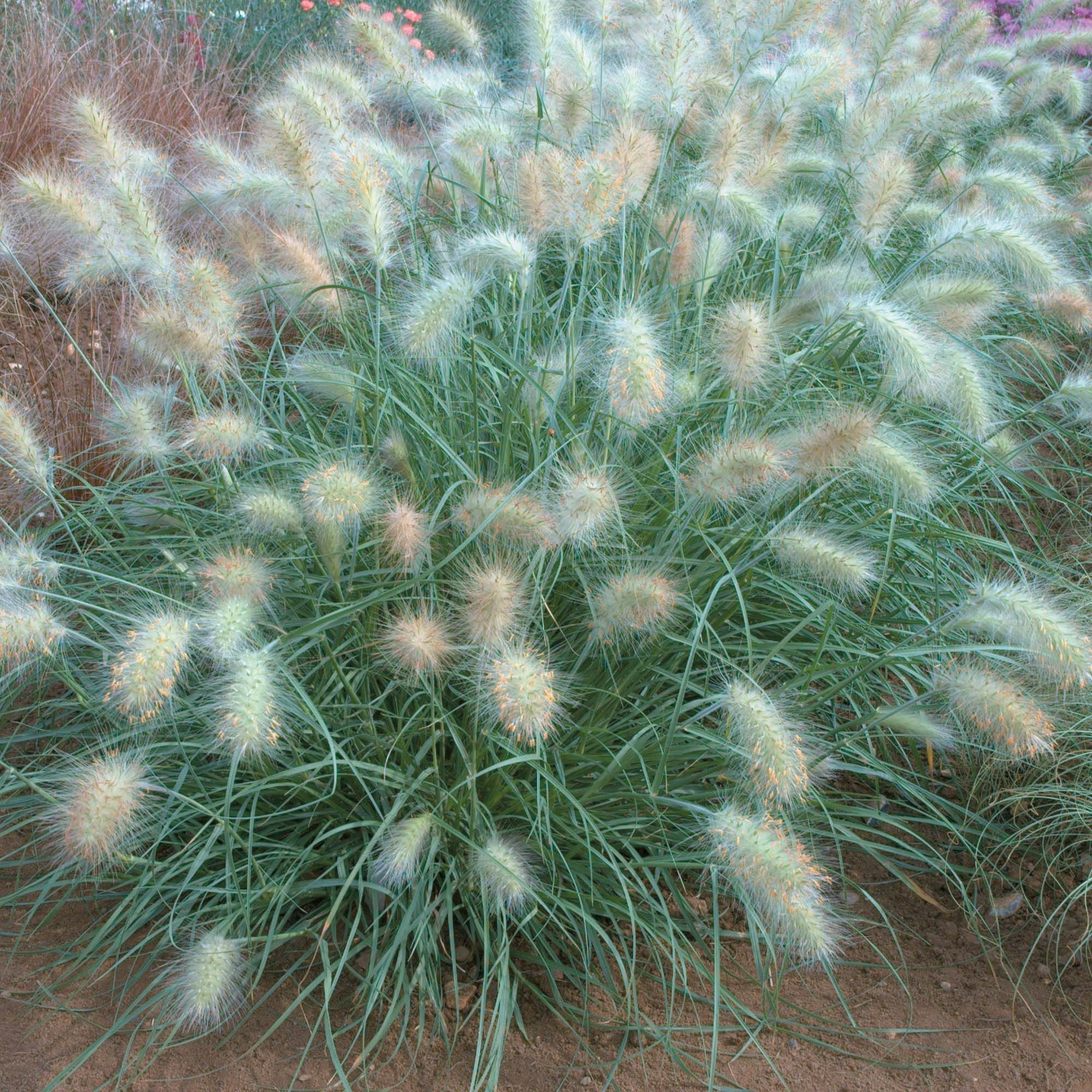 Feathertop Cream Falls - Pennisetum villosum 15cm