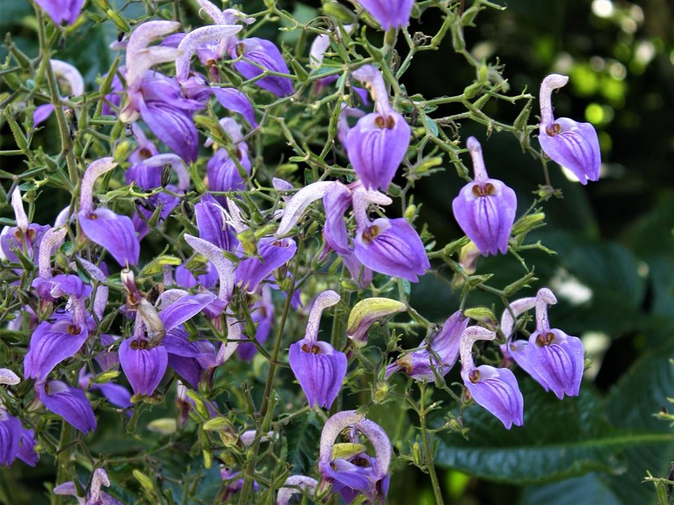 Brillantaisia - Brillantaisia subulugurica 17cm