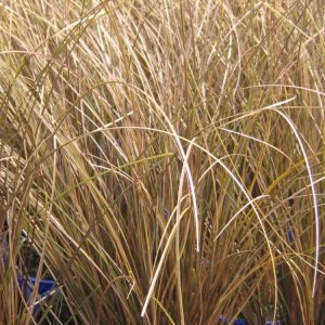 Carex Milk Chocolate - Carex comans 15cm