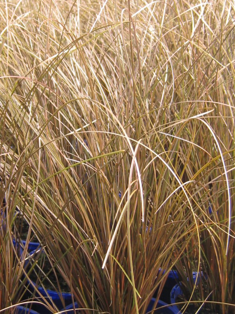 Carex Milk Chocolate - Carex comans 15cm