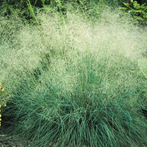 Wind Dancer Love Grass - Eragrostis elliotii 15cm