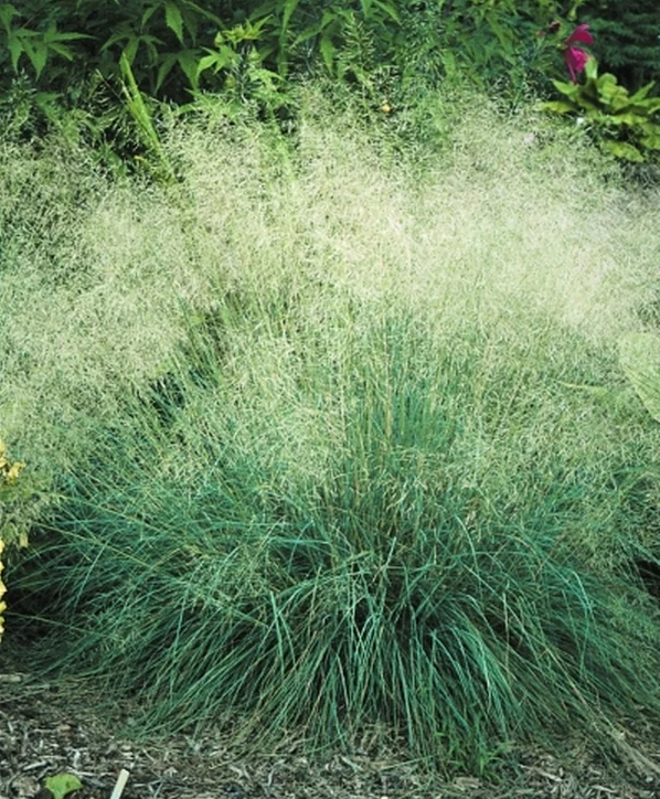 Wind Dancer Love Grass - Eragrostis elliotii 15cm