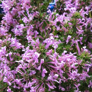 Ribbon Bush Purple - Hypoestes aristida compact 17m