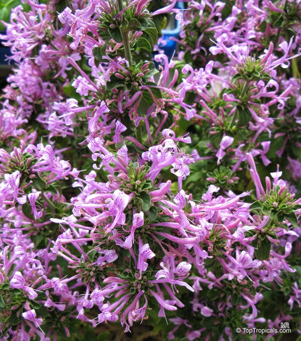Hypoestes Aristida Purple 15cm Pot