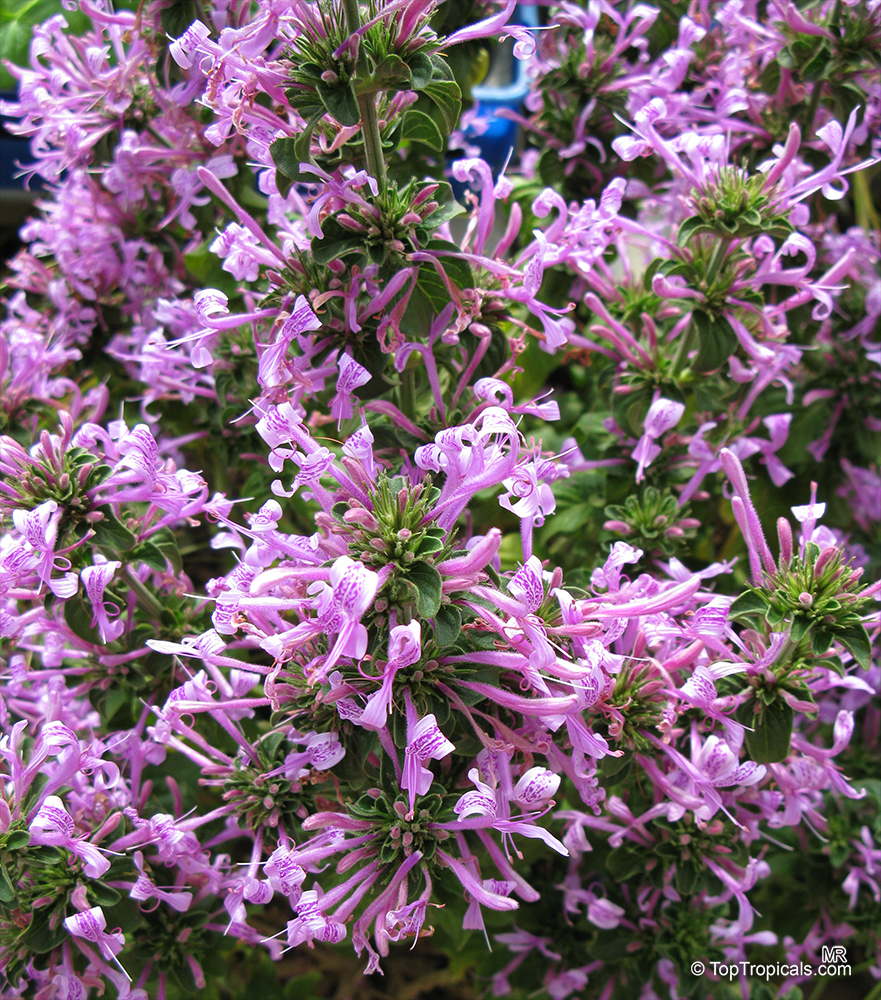 Ribbon Bush Purple - Hypoestes aristida compact 17m